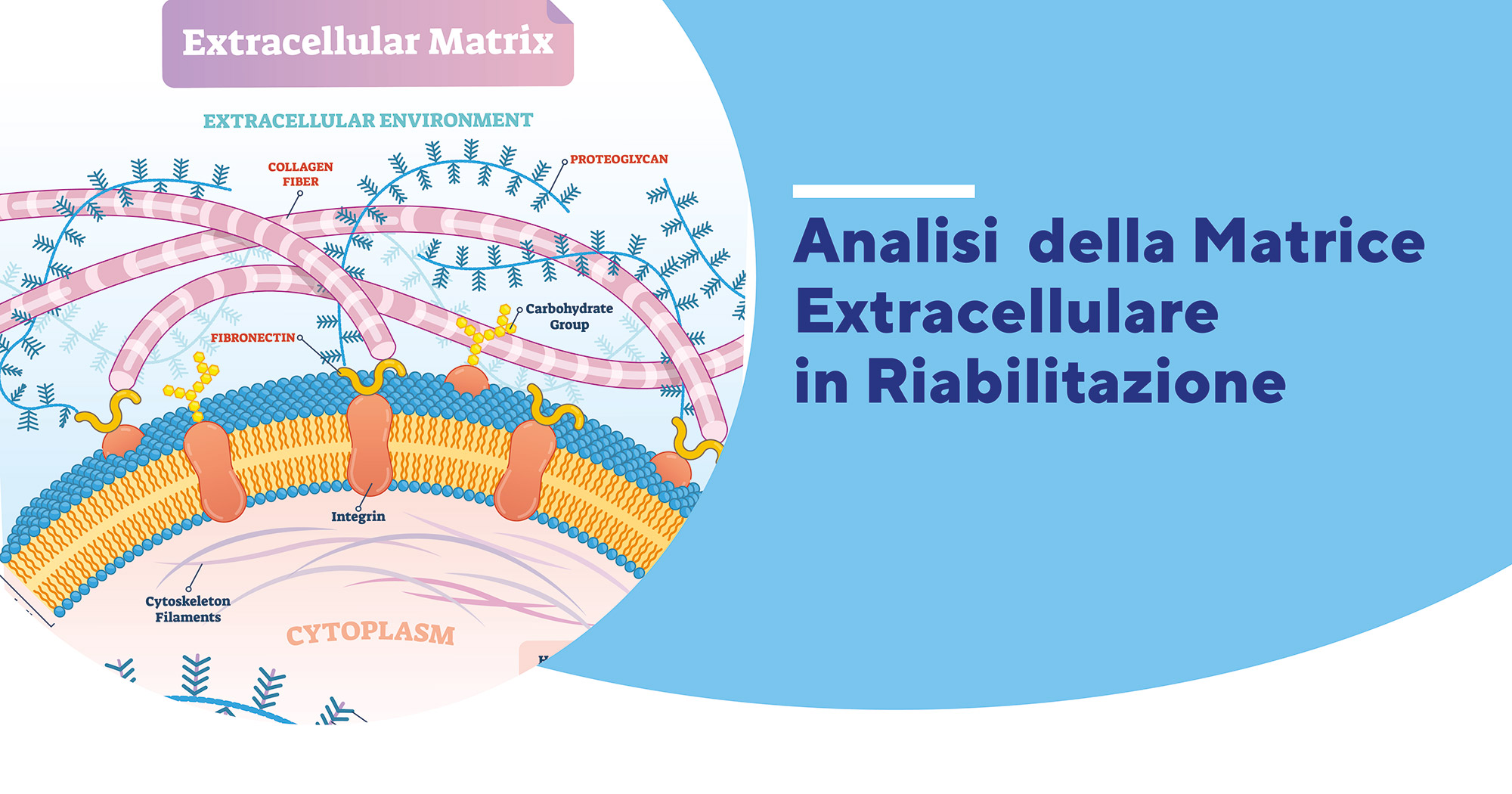 immagine-l-rsquo-analisi-della-matrice-extracellulare-in-riabilitazione